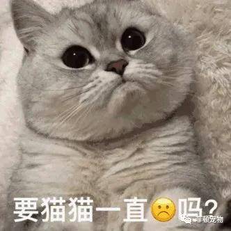 把猫踹下床的后果?猫:怎么哄我你自己好好考虑