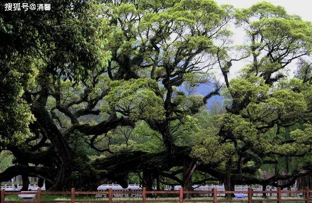 在山东莒县浮来山有个千年古刹定林寺,有一棵将近4000年的银杏树,树高