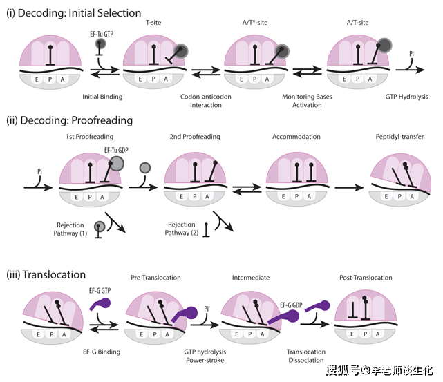 原核生物的翻译延伸.annu rev biochem. 2018 jun 20; 87: 421–449.