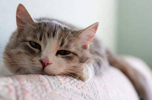 什么方法快速止泻 111e2df2c1bc402ebfd637aaf16904d5.jpeg