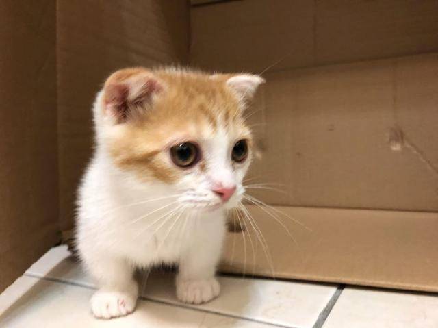 狗狗|超生气一头钻进主人怀里猫咪揍柴犬却因手太短打不到