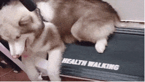 买跑步机给狗狗锻炼,看谁的智商被碾压!