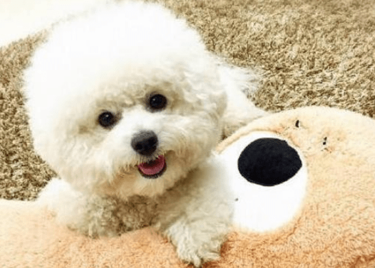 比熊1个月能治泪痕吗