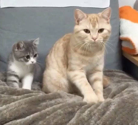 怎么看小猫咪是不是怀孕了 305c5cf525d541549e80f9dda03713c8.jpeg