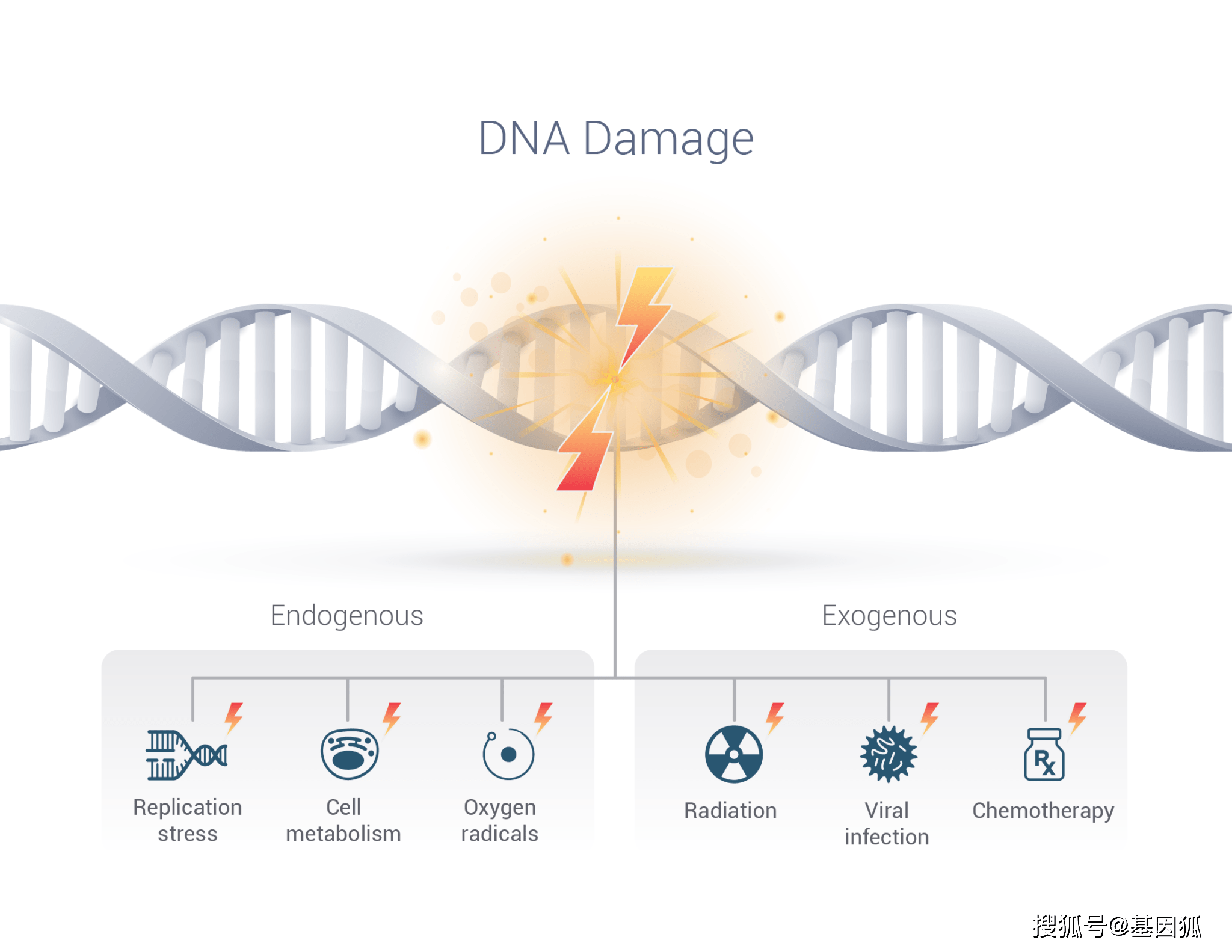 若细胞累积的dna损伤得不到正确修复,则可能引起基因突变,癌基因激活