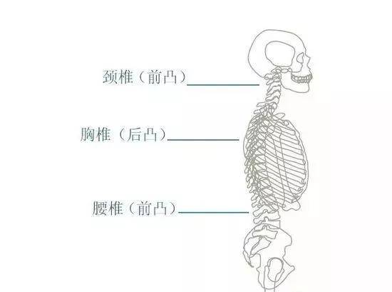 能够保持颈椎,腰椎的前凸和胸椎的后凸.