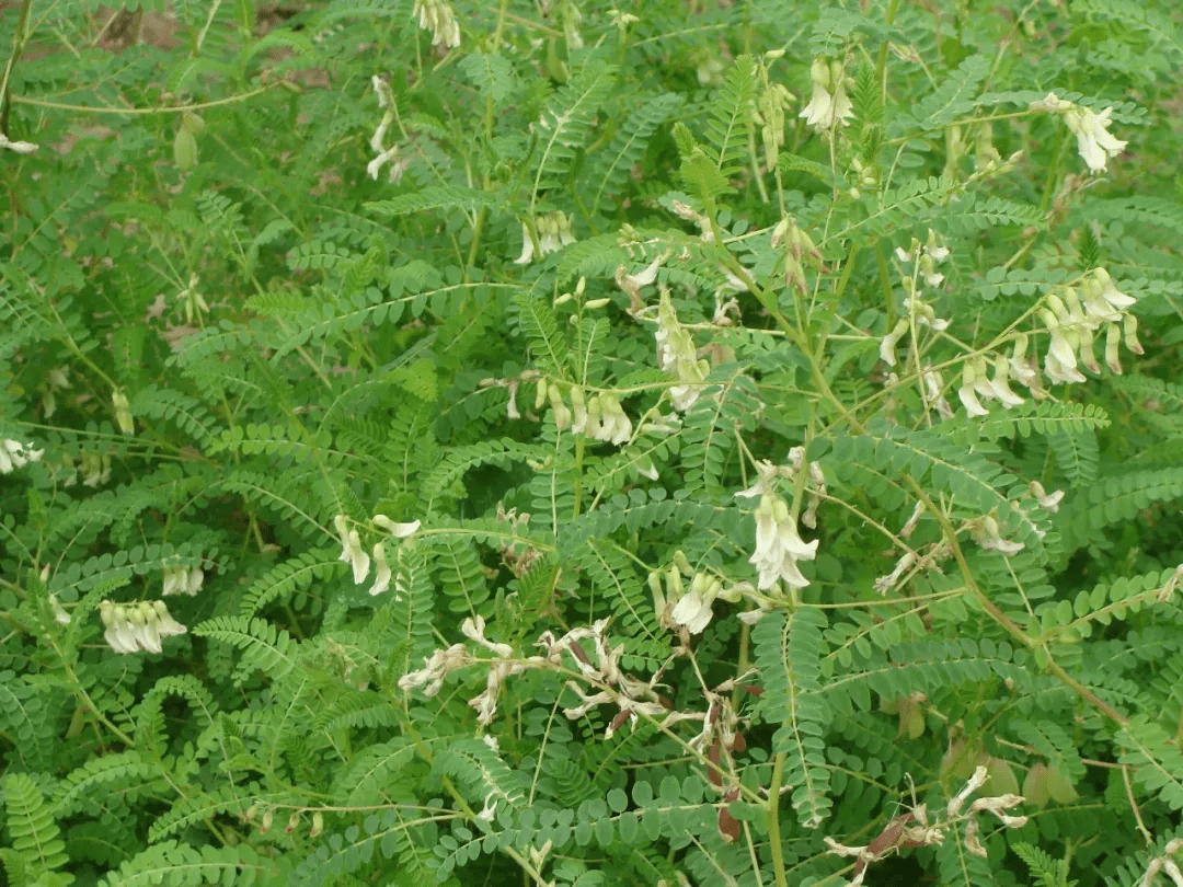 黄芪(蒙古黄芪 astragalus membranaceusvar membranaceus)