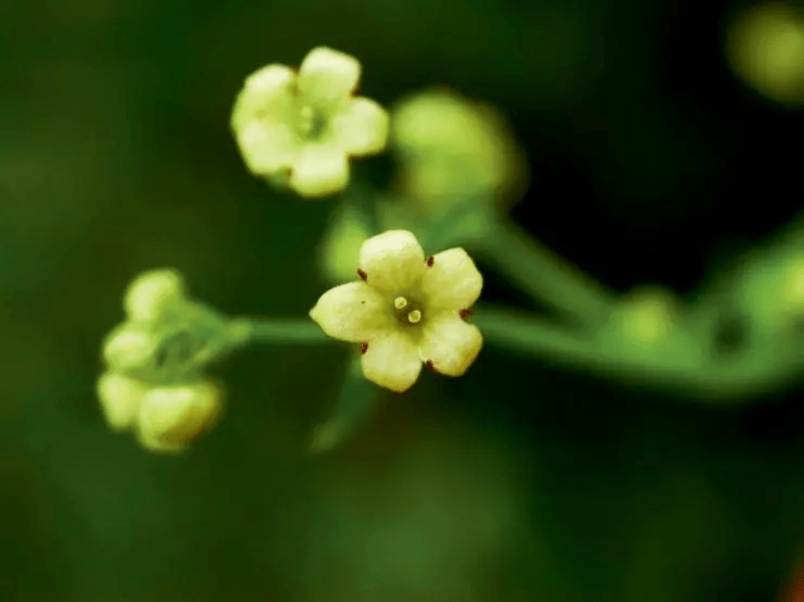 筑邦学堂|150余种 · 常见药用植物