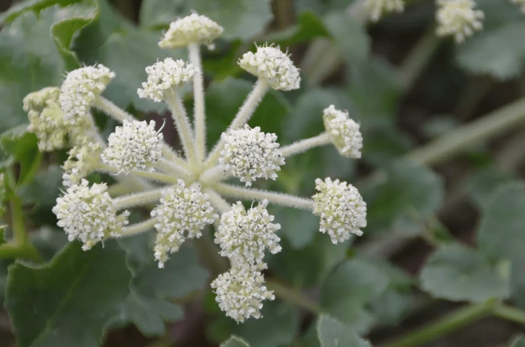 北沙参 (珊瑚菜 glehnia littoralis)