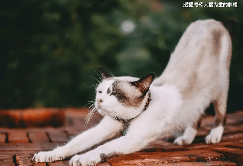 6f1adf9b600440c5964acbf0726d46af.png