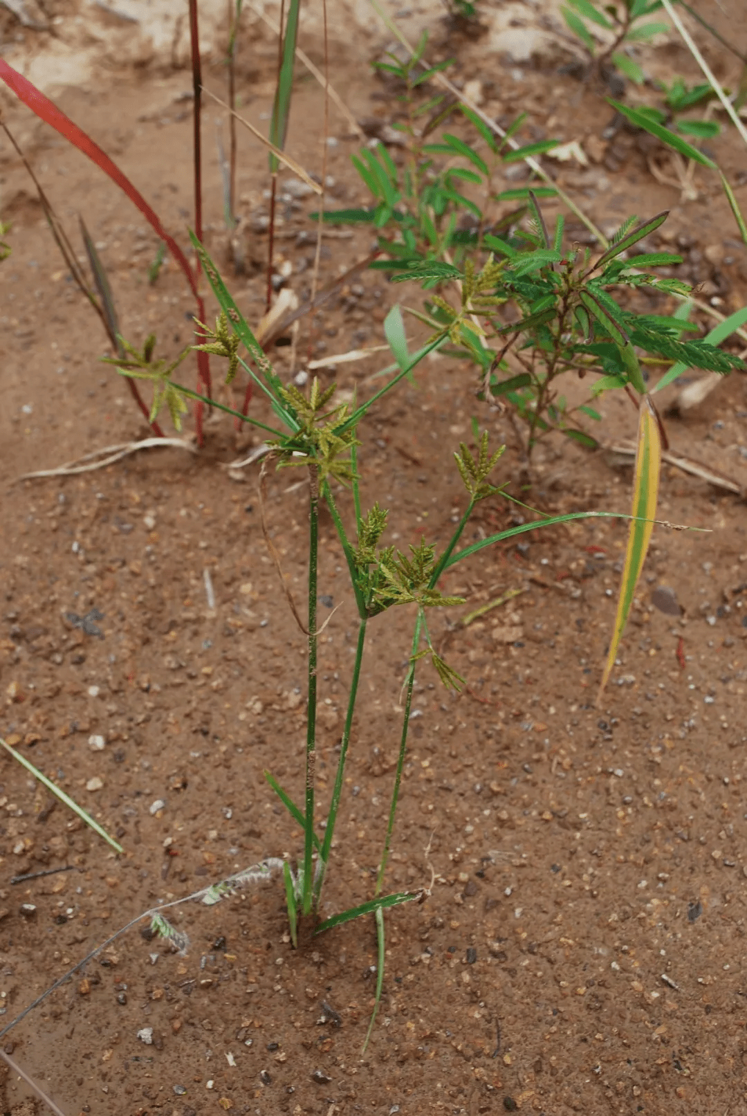 香附(莎草 schizaea digitata)