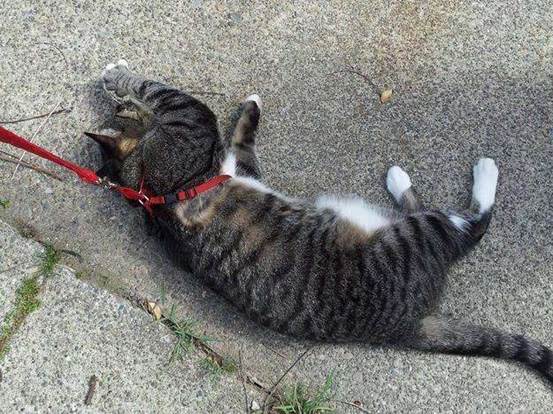 【猫咪】狗子和猫咪哪个智商高?六个小测试告诉你答案,
