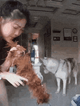 搞笑gif趣图:妹子犯起二来,狗子都被你吓一跳!_奥特曼