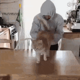 养猫|你就是让它爽的工具人在猫眼里
