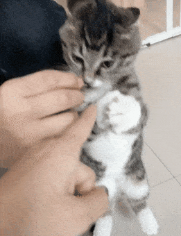 东西|吃饭成了我最困难的问题养了猫之后
