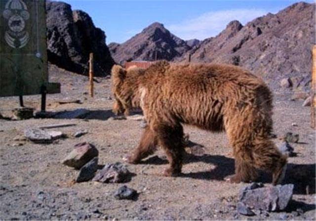 蒙古发现戈壁熊藏在羊群中,后脚掌与人相似,不到100只濒临灭绝