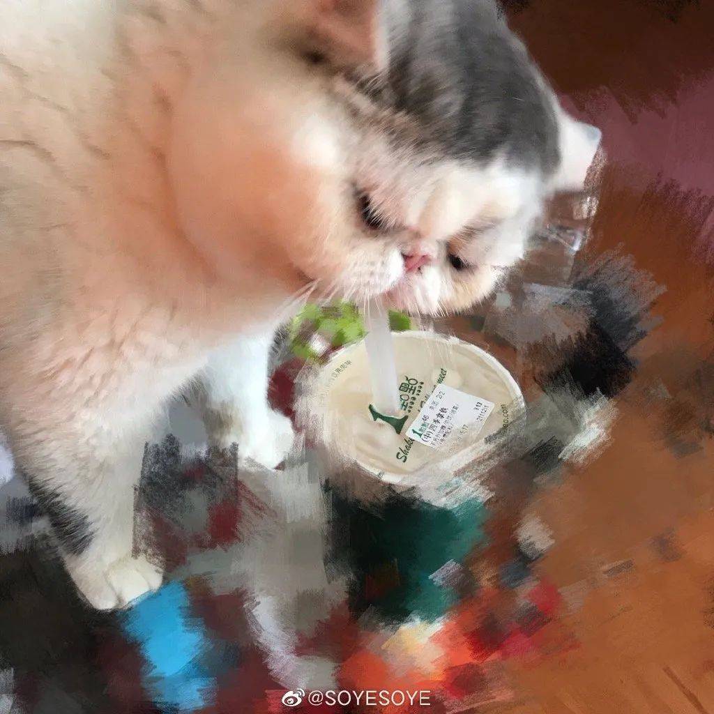 东西|吃饭成了我最困难的问题养了猫之后