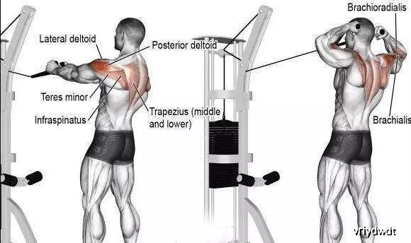 可以加强三角肌后束的经典训练动作,学会它,帮你提升背部力量