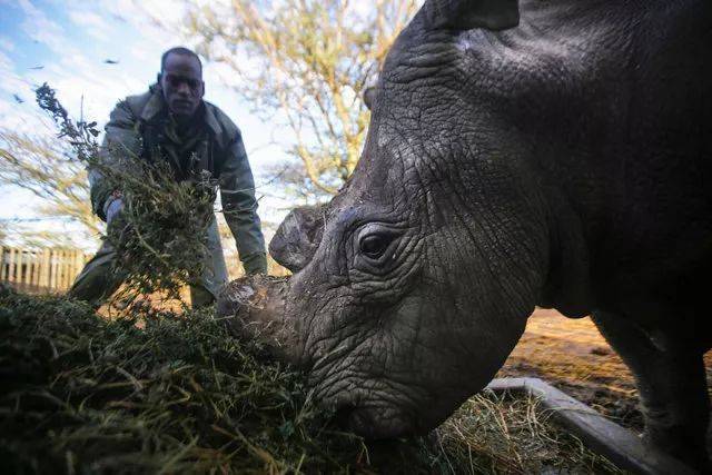 最後的北白犀牛：切角3年就能長出、被40人全天保護，為何還是走向滅絕？ 科技 第16張