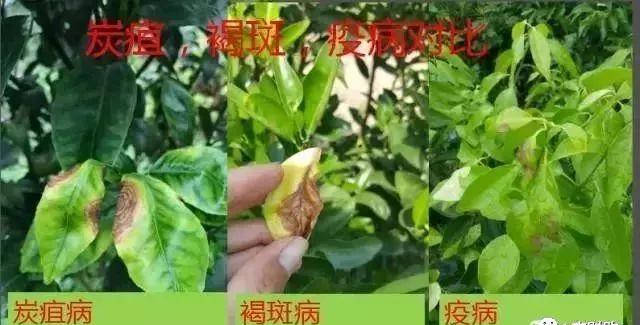 好多人说这是炭疽,其实是疫病!治疗不同,别买错药了