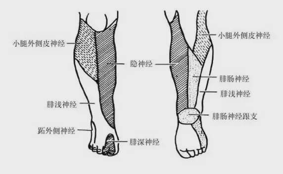 臀点(梨状肌压痛点),股后,腘窝,腓点,外踝等处有无压痛点,以及疼痛的