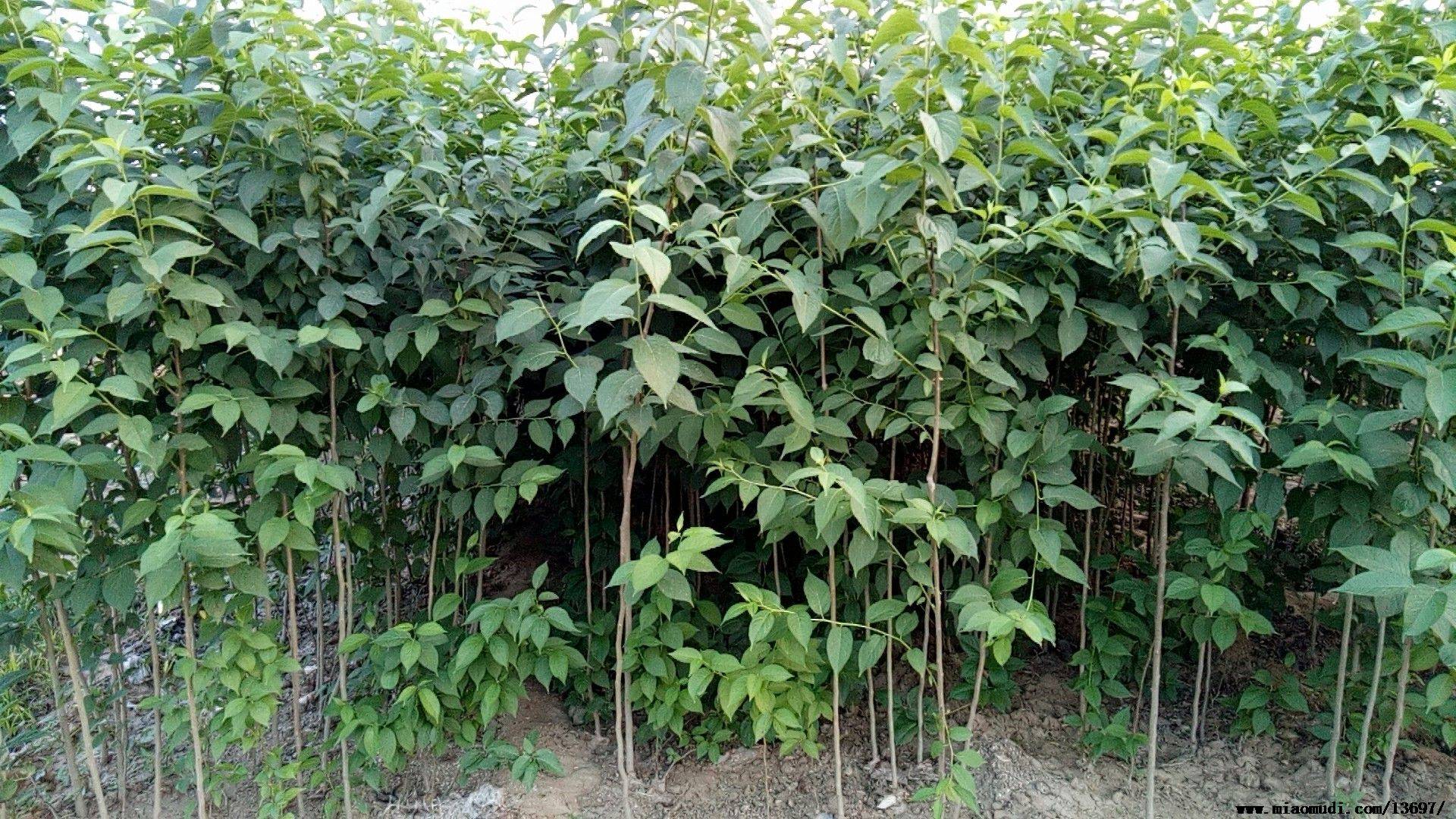 杜仲常见病虫害防治技术和树木移植如何养护管理提高成活率大树移栽