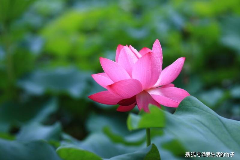 原创荷花,莲花原来区别这么多,收藏起来教给小朋友,丰富生活小常识!