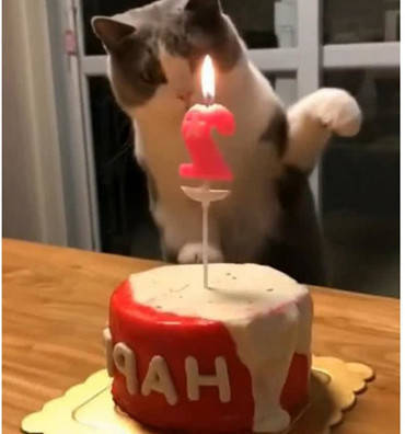 原创为猫咪举办生日聚会,主人准备为它吹蜡烛时,猫咪自己先动手了