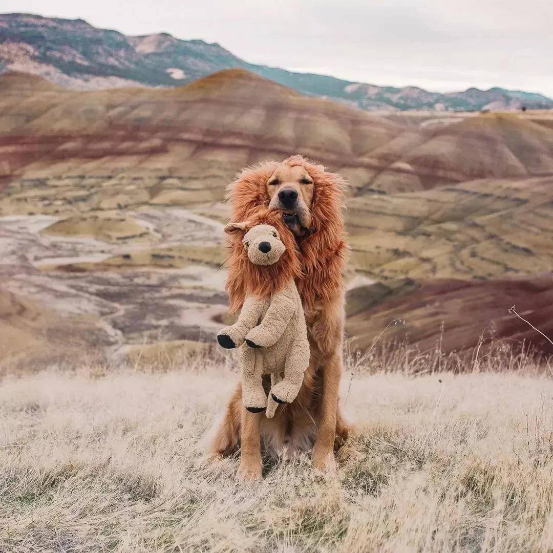 被开除的导盲犬，竟摇身一变成了“旅游博主”！