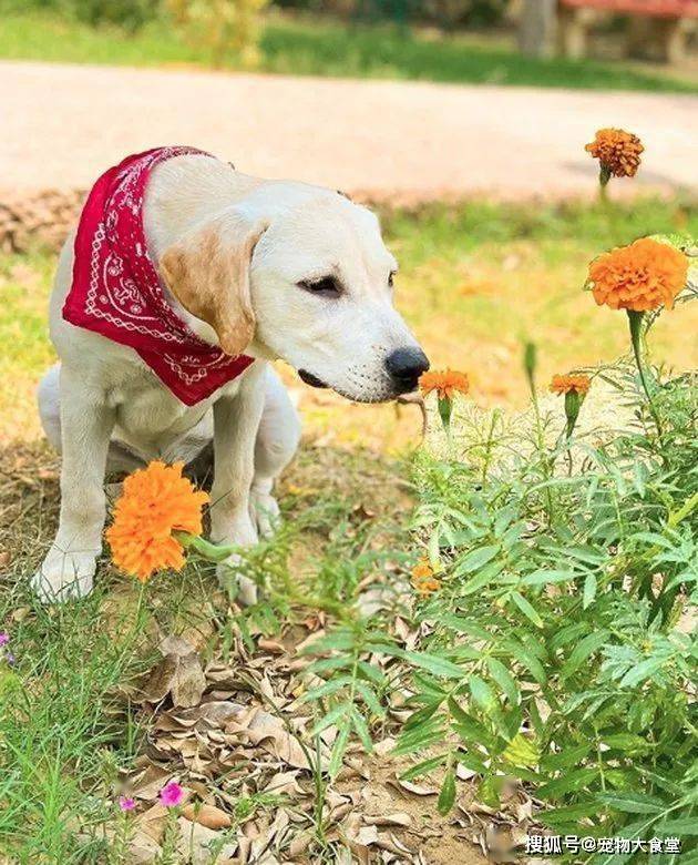 狗狗和鲜花,美的不可方物