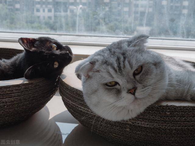 2,猫咪发腮跟遗传也有很大的关系,一般公猫发腮情况特别好的情况下