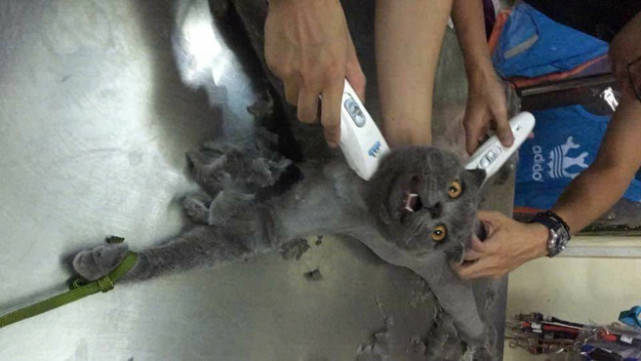 原创蓝猫得猫癣被剃毛,拒绝后被主人五花大绑,哀怨眼神惹人极心疼