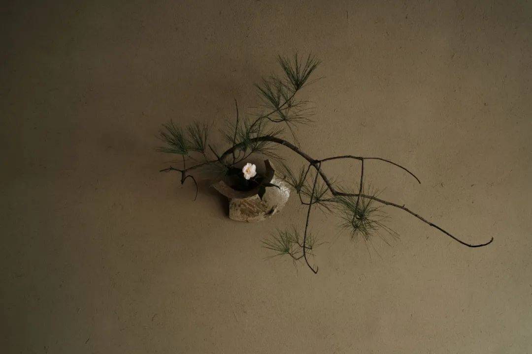 空间|原创他抛下公司不管,把破罐当宝,7年后成江南第一“花痴”