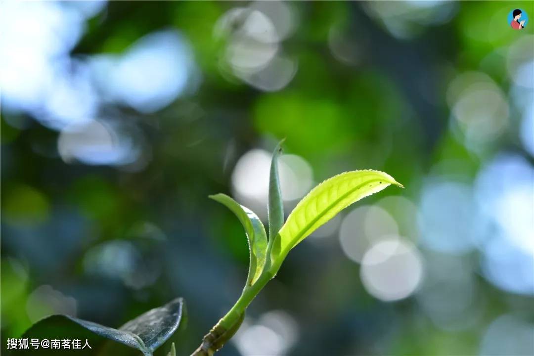 古树白|一撕一泡，3秒即溶，0添加，简单喝茶，由它开始！《一味》茶精粹