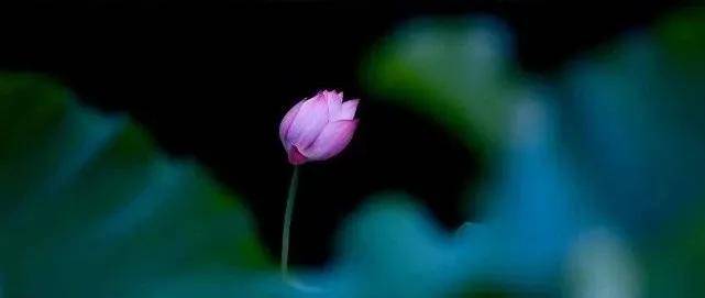 时节|养生正当时,食疗、茶疗法,总有一款适合你!小暑有“伏气”