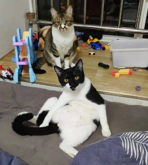猫和人一起看电视 15aaf2757dfe423fb25dce7108f56ffa.jpeg