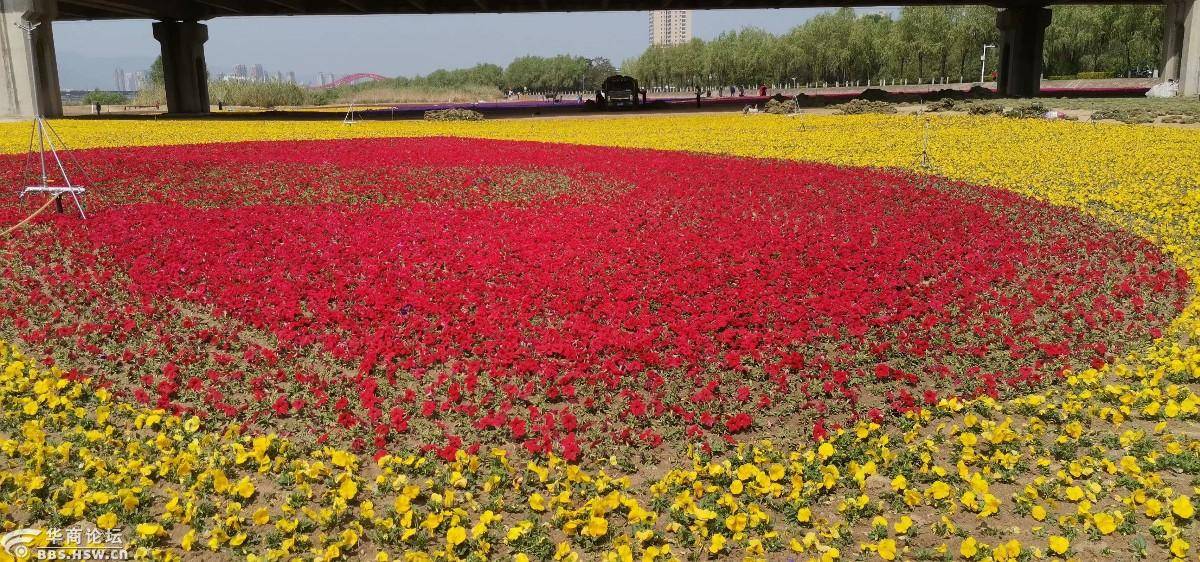 花海游不用东奔西跑,宝鸡城区渭河公园种植大片花海等