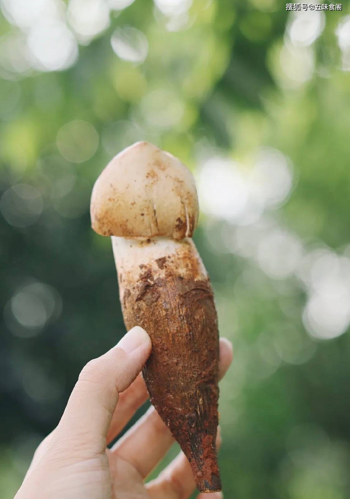 七月来云南,美味的菌菇,各种各样让人大开眼界