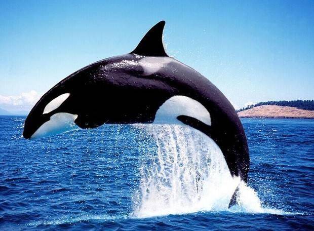 虎鲸和海豚哪个聪明虎鲸和海豚哪个智商高