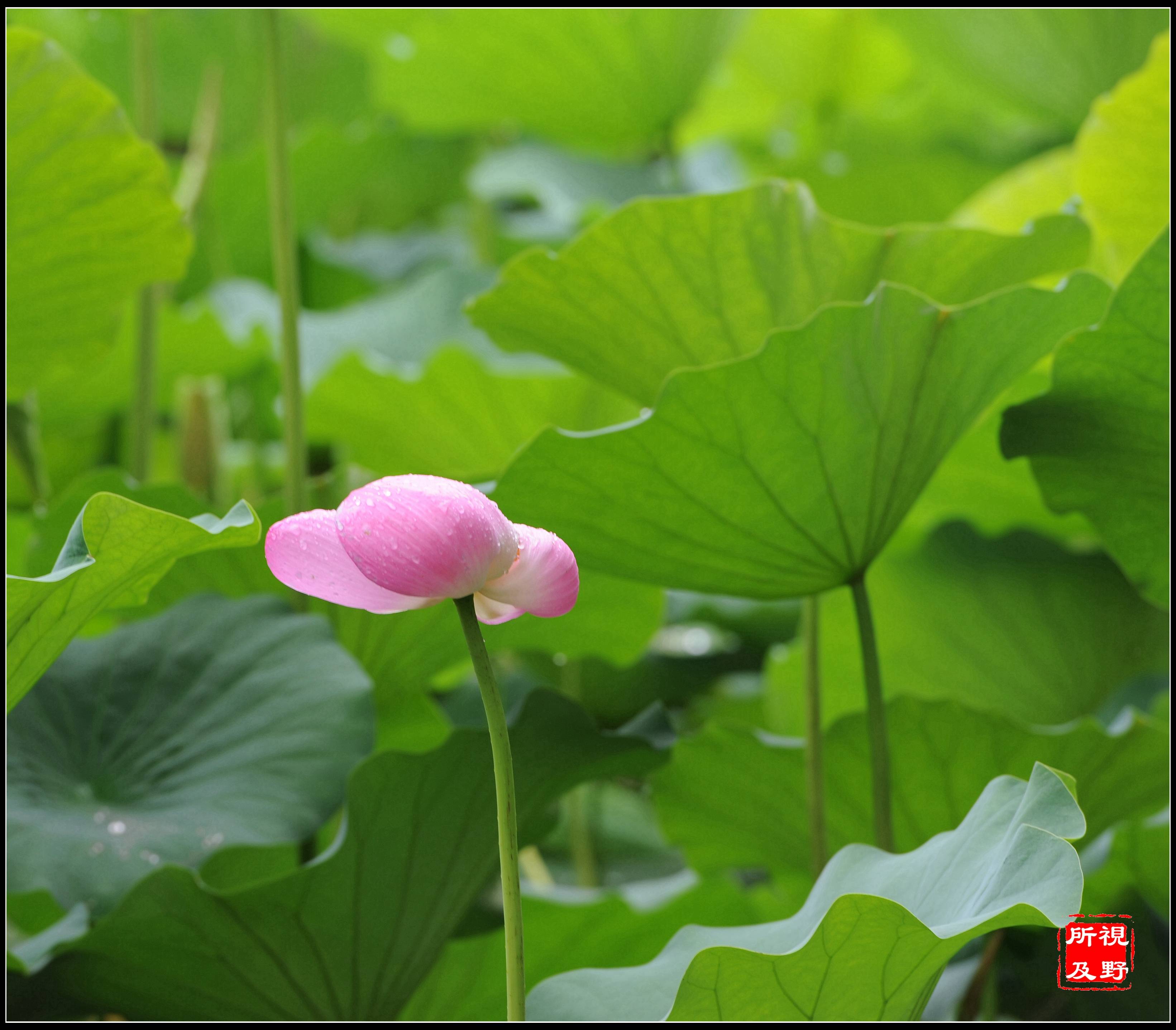 荷花|“映日荷花别样红”的官场故事