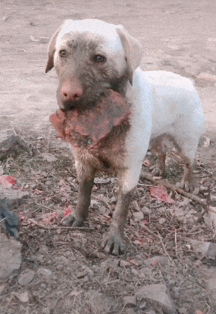 原创狗狗咬着砖头四处浪,主人嫌弃太脏,握紧拳头要揍狗