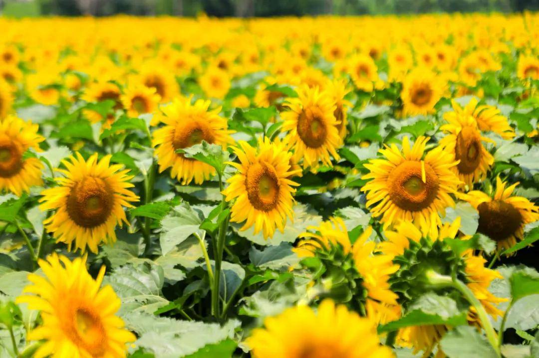又一绝美花海!20万株向日葵齐盛开!还有600年古村免费