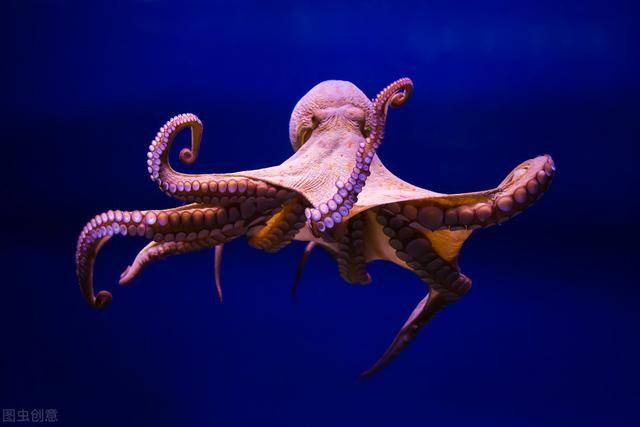 号称"海洋杀手"的小章鱼,0.5mg毒液可致人死亡,毒你没