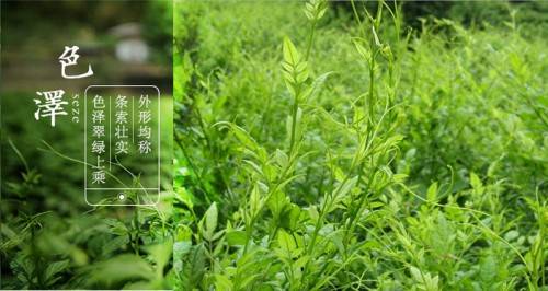 大自然的馈赠:永定莓茶