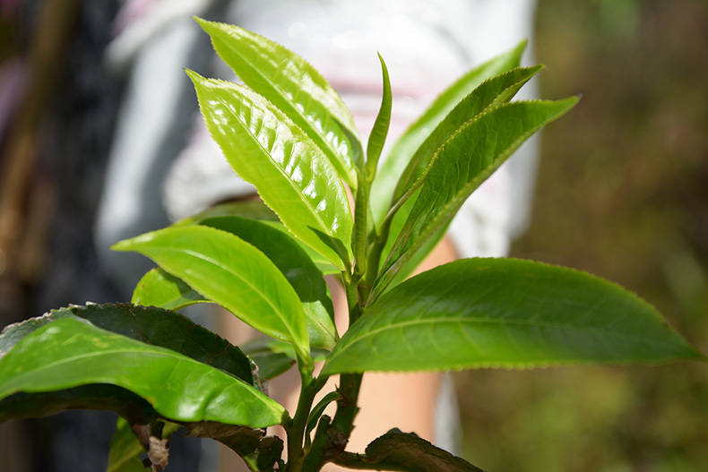 所限制如果单凭云南大叶种晒青毛茶这一个条件就来否定古六山的倚邦