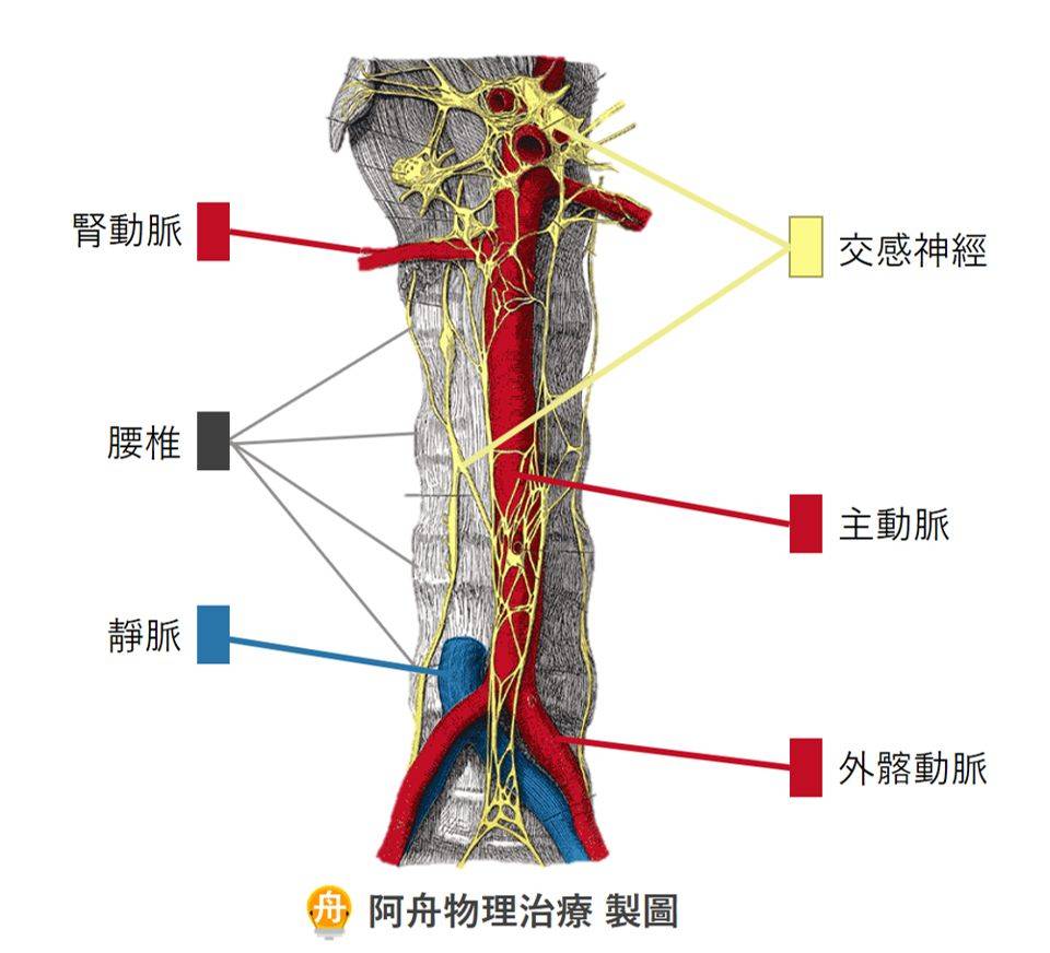 另一个可能,神经和血管位置就在脊椎旁边 . 【背脊.