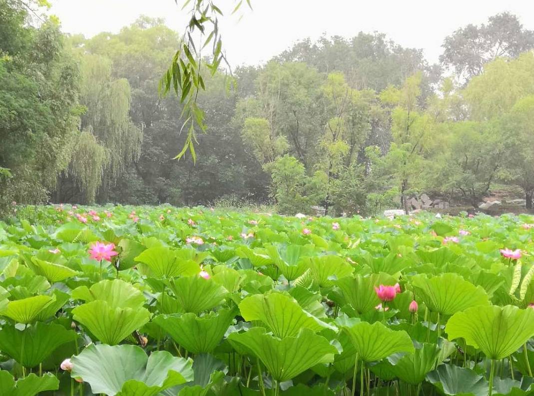 排行榜|2020考研院校人气排行榜TOP100，前三名万万没想到！