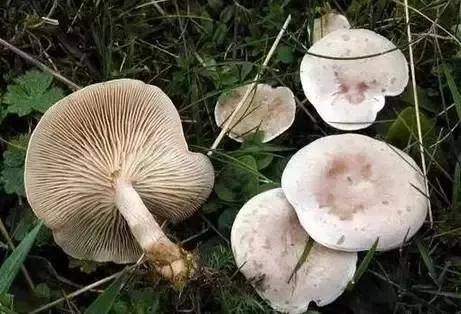 野生蘑菇食用警示!以下这些毒蘑菇不要吃!