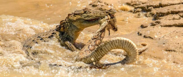 蛇是靠什么找食物 7a308a2552f24cafa7844be4be95d039.jpeg