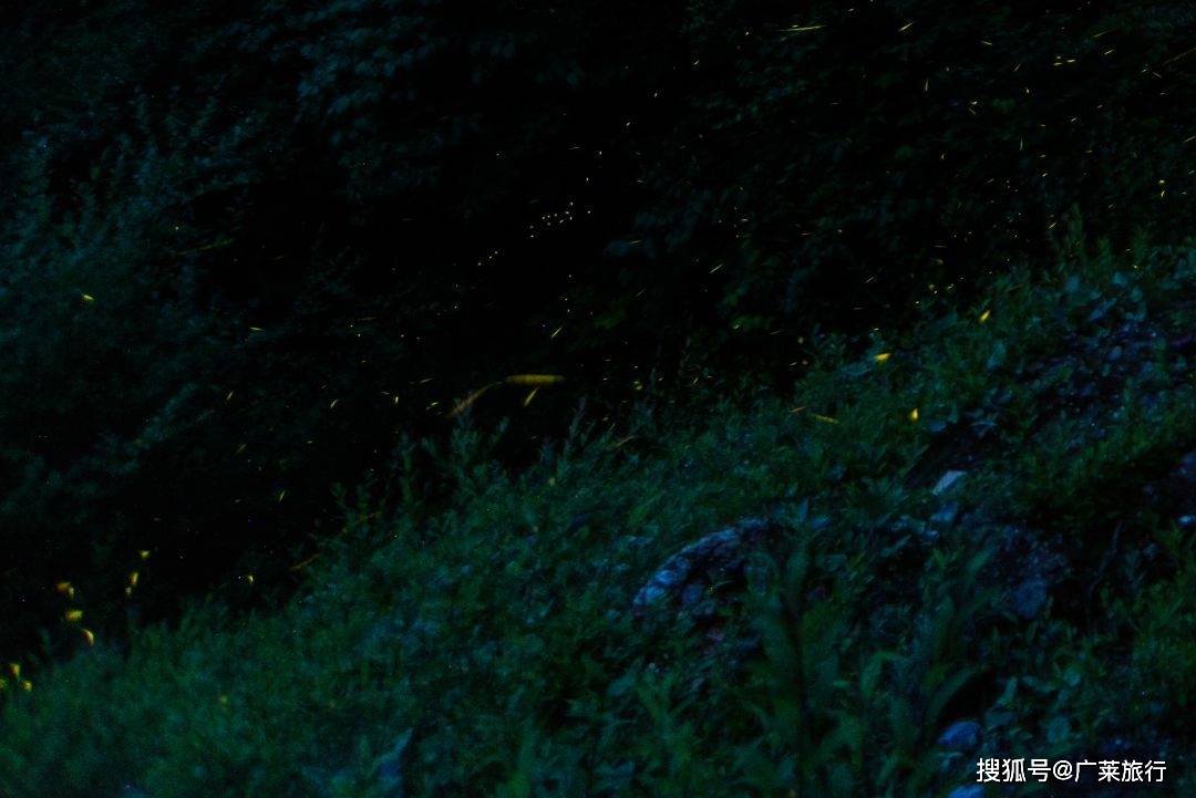 去九鼎山·森林看萤火虫 让你走进现实版《萤火之森》,绝美梦幻!